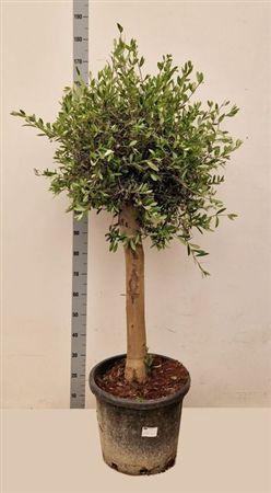 <h4>OLEA EUROPAEA</h4>