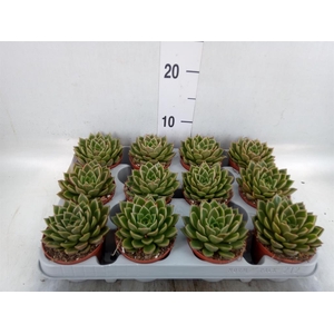 Echeveria   ...not flowering