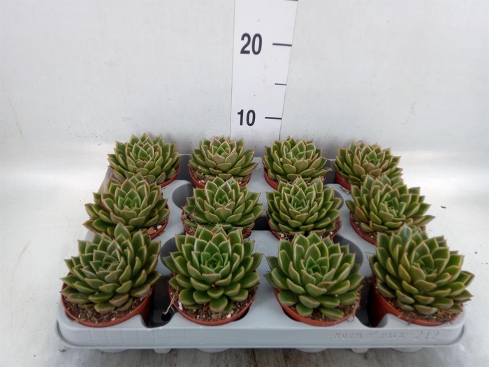 <h4>Echeveria   ...not flowering</h4>