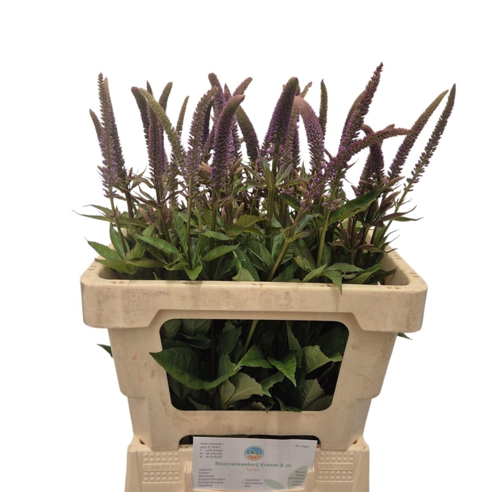 <h4>VERONICA VIRGINICUM</h4>