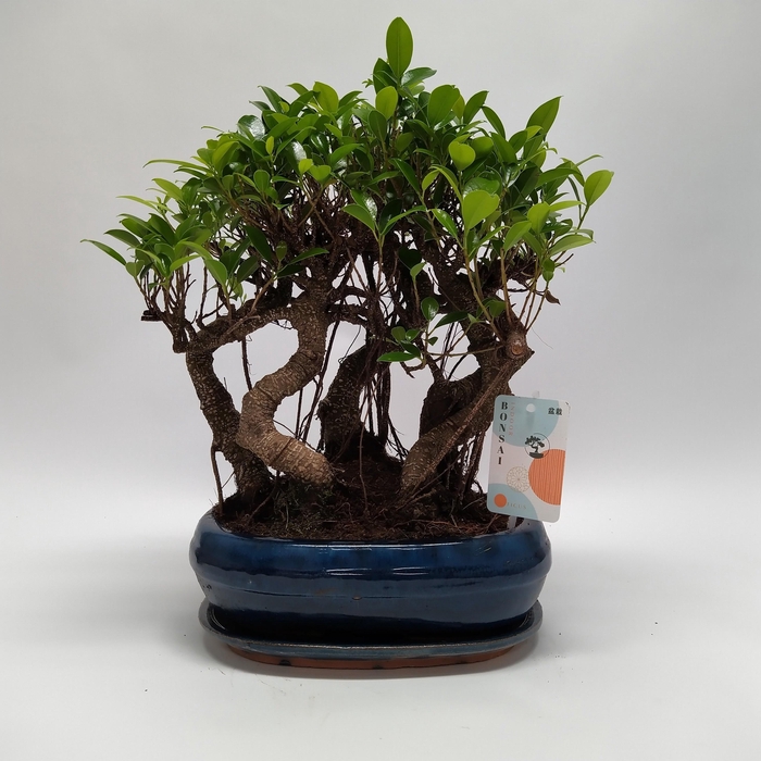 <h4>Ficus S-shape Bonsai 'Forest' 26 cm</h4>