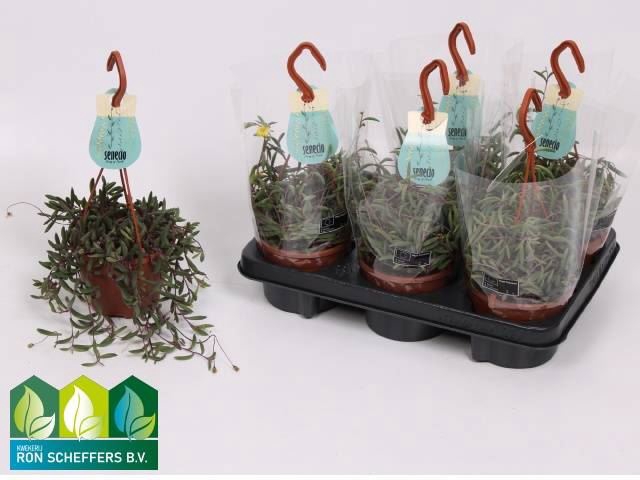 <h4>Senecio herreianus 'Purple Flush'</h4>