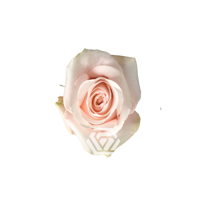 <h4>R GR POMAROSA</h4>