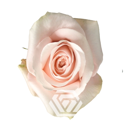 <h4>R GR POMAROSA Tessa</h4>