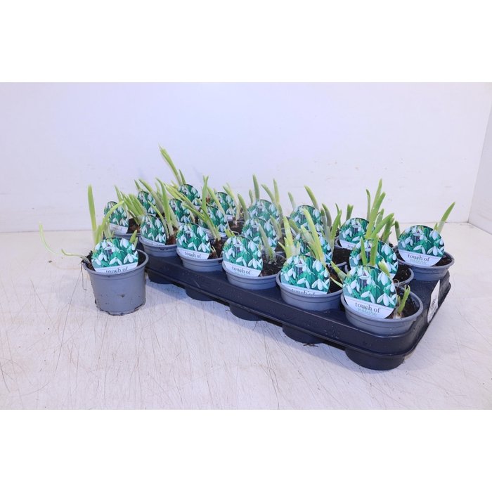 <h4>GALANTHUS NIV IN POT</h4>