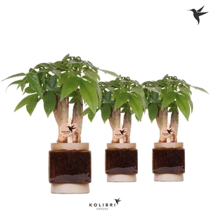 Kolibri Greens Pachira in Classy Cube pot brown