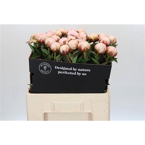 Paeonia Pillow Talk