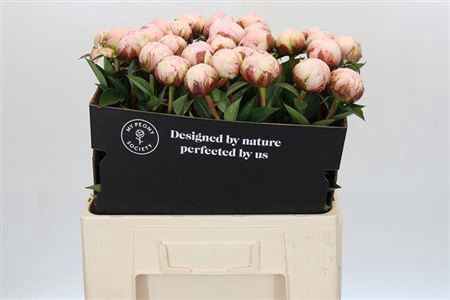 <h4>Paeonia Pillow Talk</h4>
