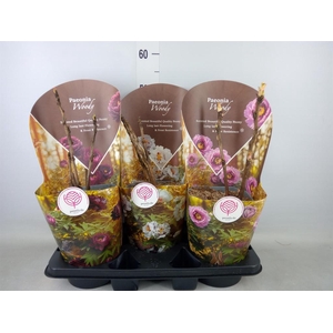 Paeonia suffruticosa   ...mix