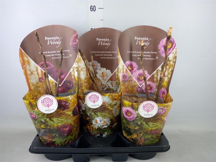 <h4>Paeonia suffruticosa ...mix</h4>