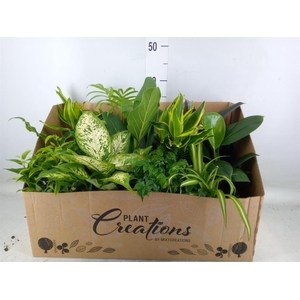 Planten Groen   ...mix 12