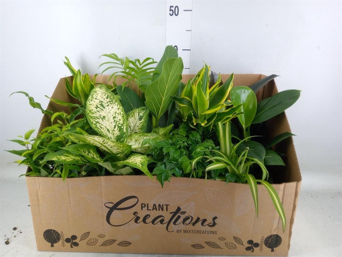 <h4>Planten Groen ...mix 12</h4>