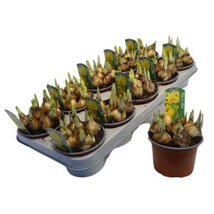 arr8 Narcis O Tete A Tete+label