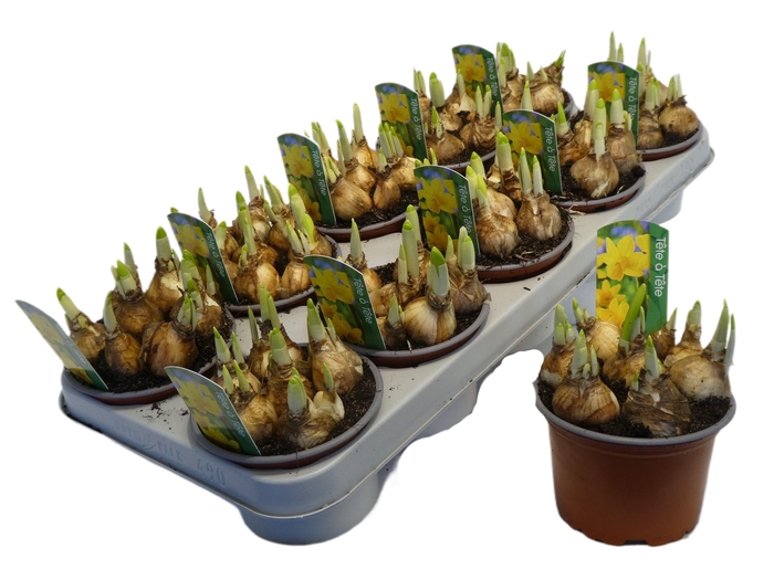 <h4>arr8 Narcis O Tete A Tete+label</h4>