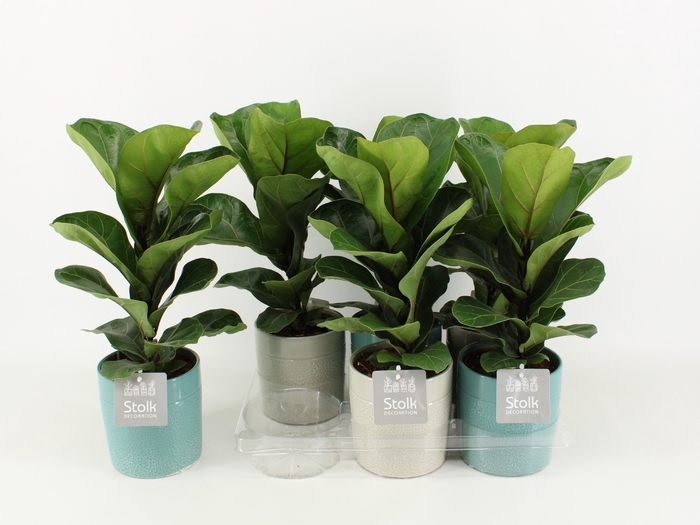 <h4>Ficus Lyrata Keramiek Tess</h4>