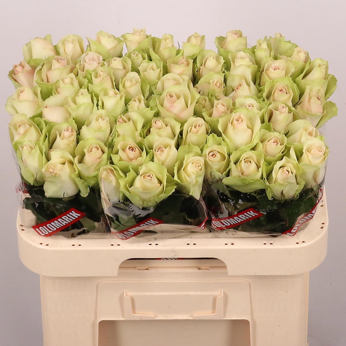 <h4>R GR LA BELLE</h4>