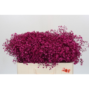Gyps Kleurbehandeld Cerise