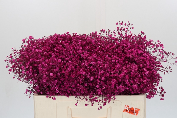 Gyps Kleurbehandeld Cerise