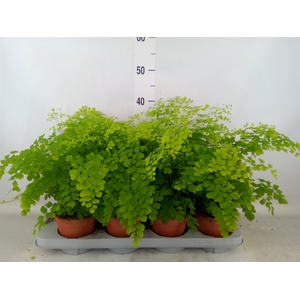 Adiantum raddi. 'Fragrans'