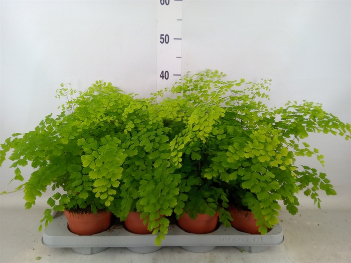 <h4>Adiantum raddi. 'Fragrans'</h4>
