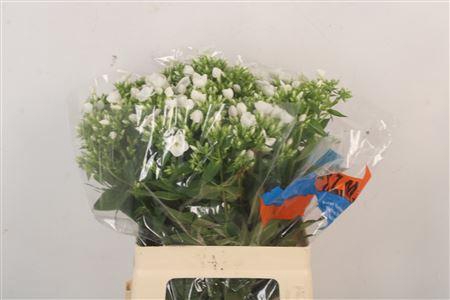 <h4>Phlox Whitecap</h4>