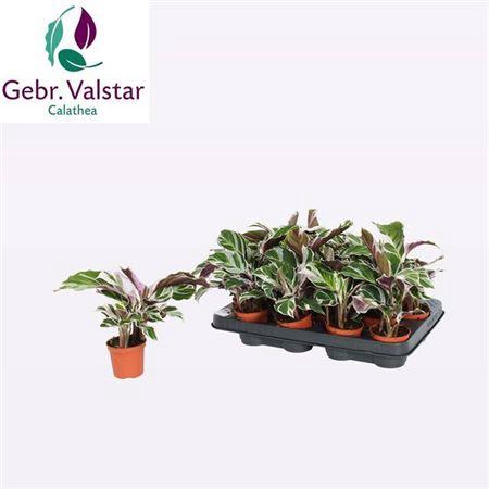 <h4>Calat Fusion White</h4>