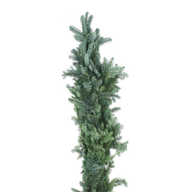 <h4>ABIES NOBILIS BLAUW</h4>