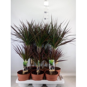 Dracaena marg. 'Magenta'