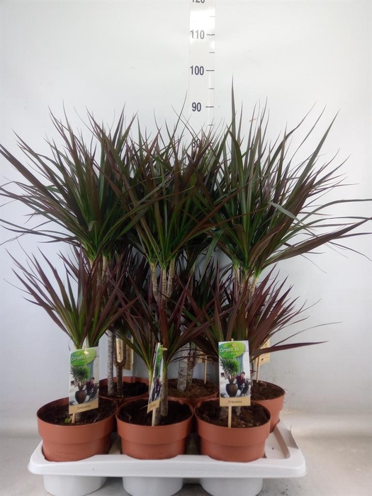 <h4>Dracaena marg. 'Magenta'</h4>
