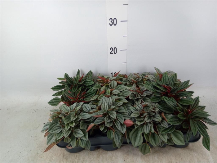 <h4>Peperomia   ...mix</h4>