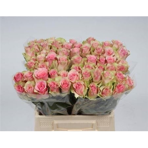 R Gr Belle Rose