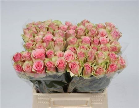 <h4>R Gr Belle Rose</h4>