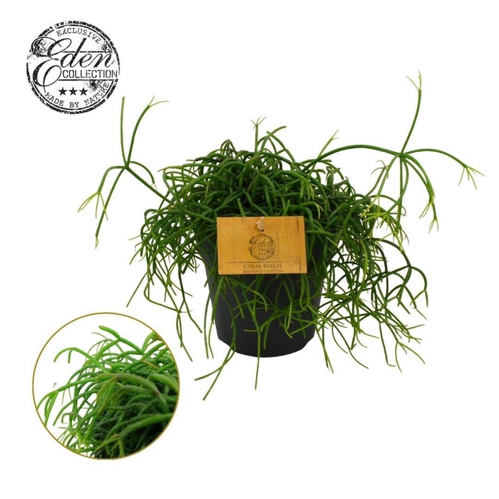 <h4>Rhipsalis Cashero 12cm</h4>