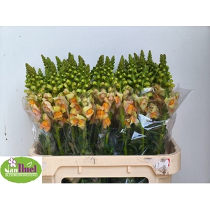 ANTIR TOULON APRICOT