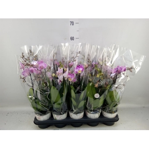 Phalaenopsis   ...mix
