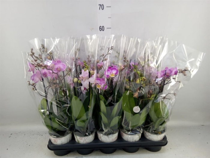 <h4>Phalaenopsis   ...mix</h4>