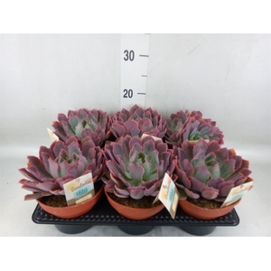 Echeveria   ...