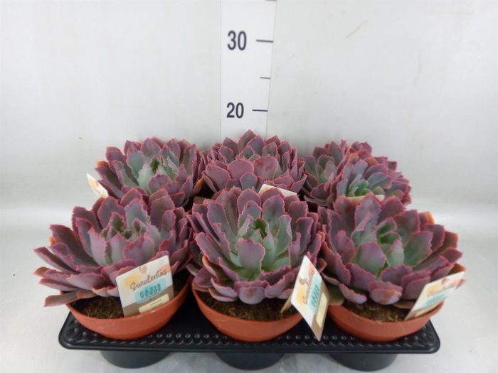 <h4>Echeveria   ...</h4>