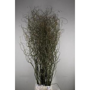 Salix kronkelwilg