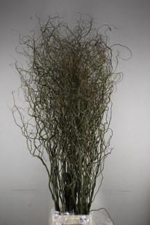 <h4>Salix kronkelwilg</h4>