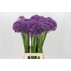Allium Violet Beauty