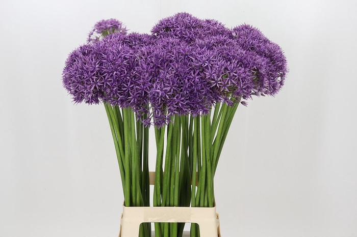 <h4>Allium Violet Beauty</h4>