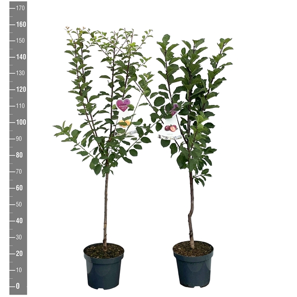 <h4>Prunus domestica struik MIX</h4>