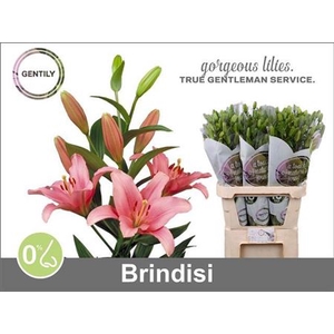 Li La Brindisi Pink