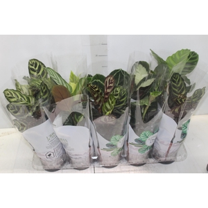 CALATHEA P12 VARIADO