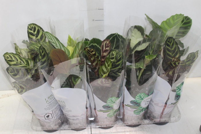 <h4>CALATHEA P12 VARIADO</h4>