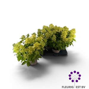 HYDR PA PANFLORA