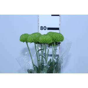 FLOR DO CAMPO SANTINI DELIGREEN 080 CM