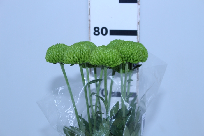 FLOR DO CAMPO SANTINI DELIGREEN 080 CM