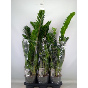 Zamioculcas zamiifolia